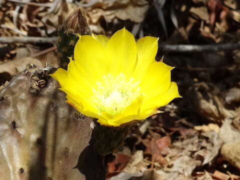 Image of Opuntia decumbens Salm-Dyck