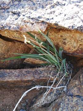 Plancia ëd Chlorophytum namaquense Schltr. ex Poelln.