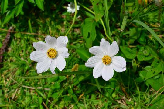 Image of Cosmos diversifolius Otto