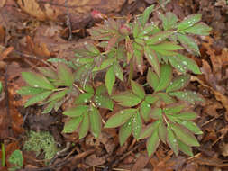 Image of Paeonia officinalis subsp. microcarpa (Boiss. & Reuter) Nyman