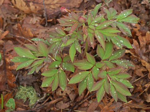 Image of Paeonia officinalis subsp. microcarpa (Boiss. & Reuter) Nyman