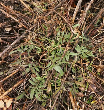 Image of spotted knapweed