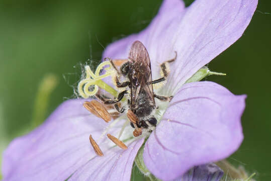 Image of Andrena distans Provancher 1888