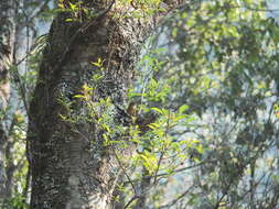 Plancia ëd Muscicapa ferruginea (Hodgson 1845)