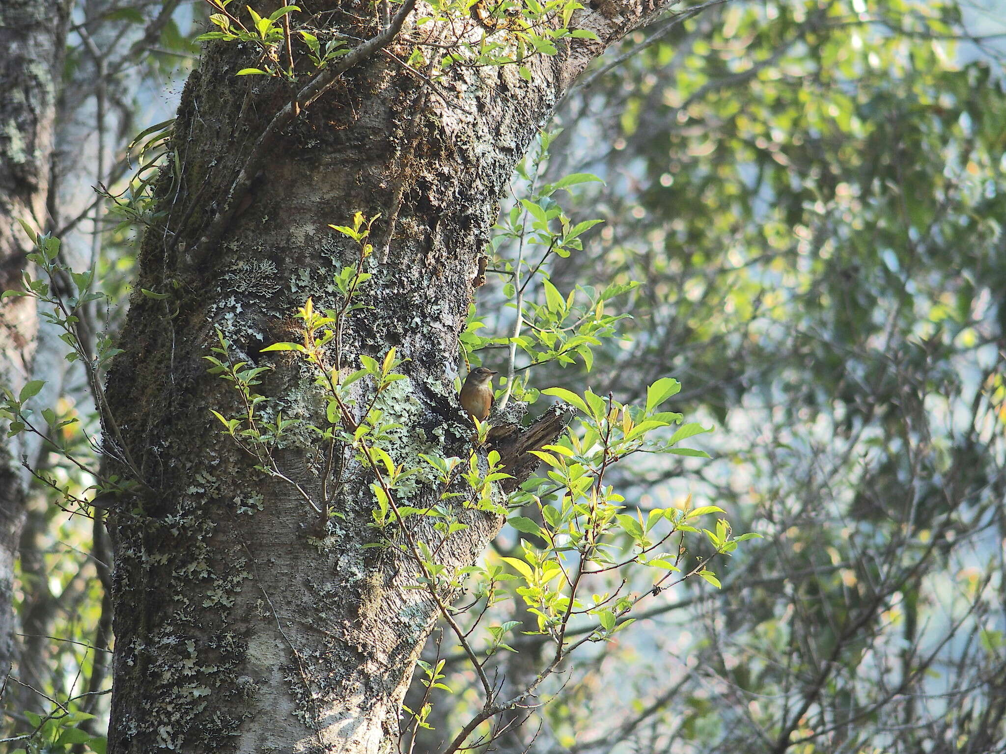 Plancia ëd Muscicapa ferruginea (Hodgson 1845)