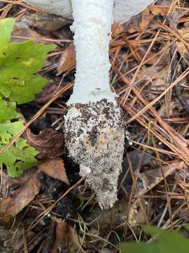 Image of Amanita subsolitaria (Murrill) Murrill 1941