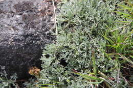 Plancia ëd Artemisia glomerata Ledeb.