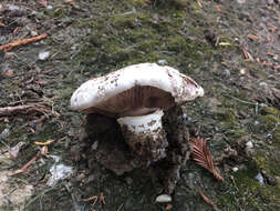 Imagem de Agaricus bitorquis (Quél.) Sacc. 1887