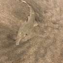 Image of Speckled guitarfish