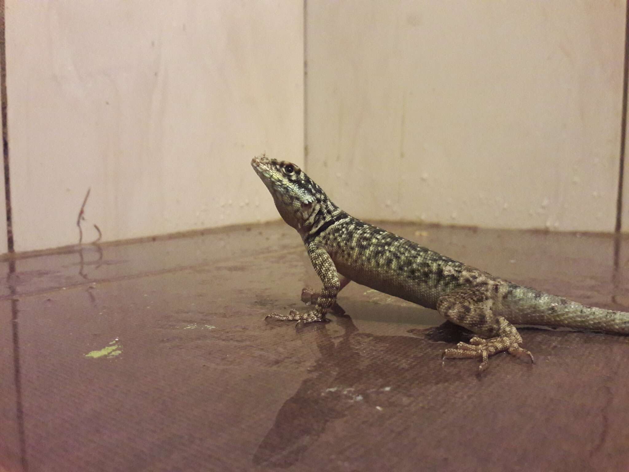 Image of Etheridge's Lava Lizard