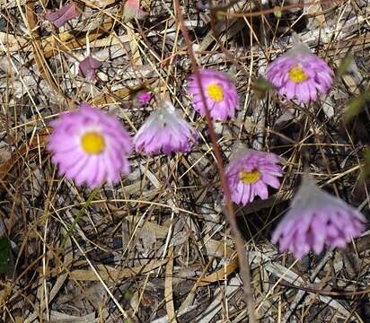 Image of Rhodanthe manglesii Lindl.