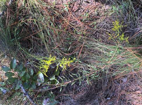 Image of anisescented goldenrod