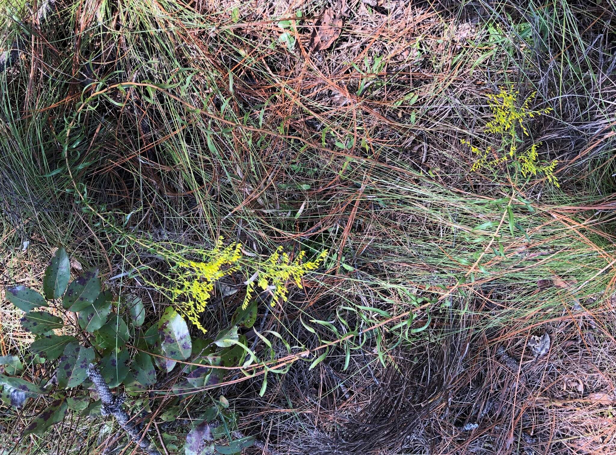 Image of anisescented goldenrod