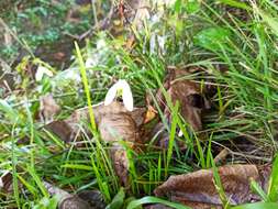 Image of Galanthus reginae-olgae Orph.