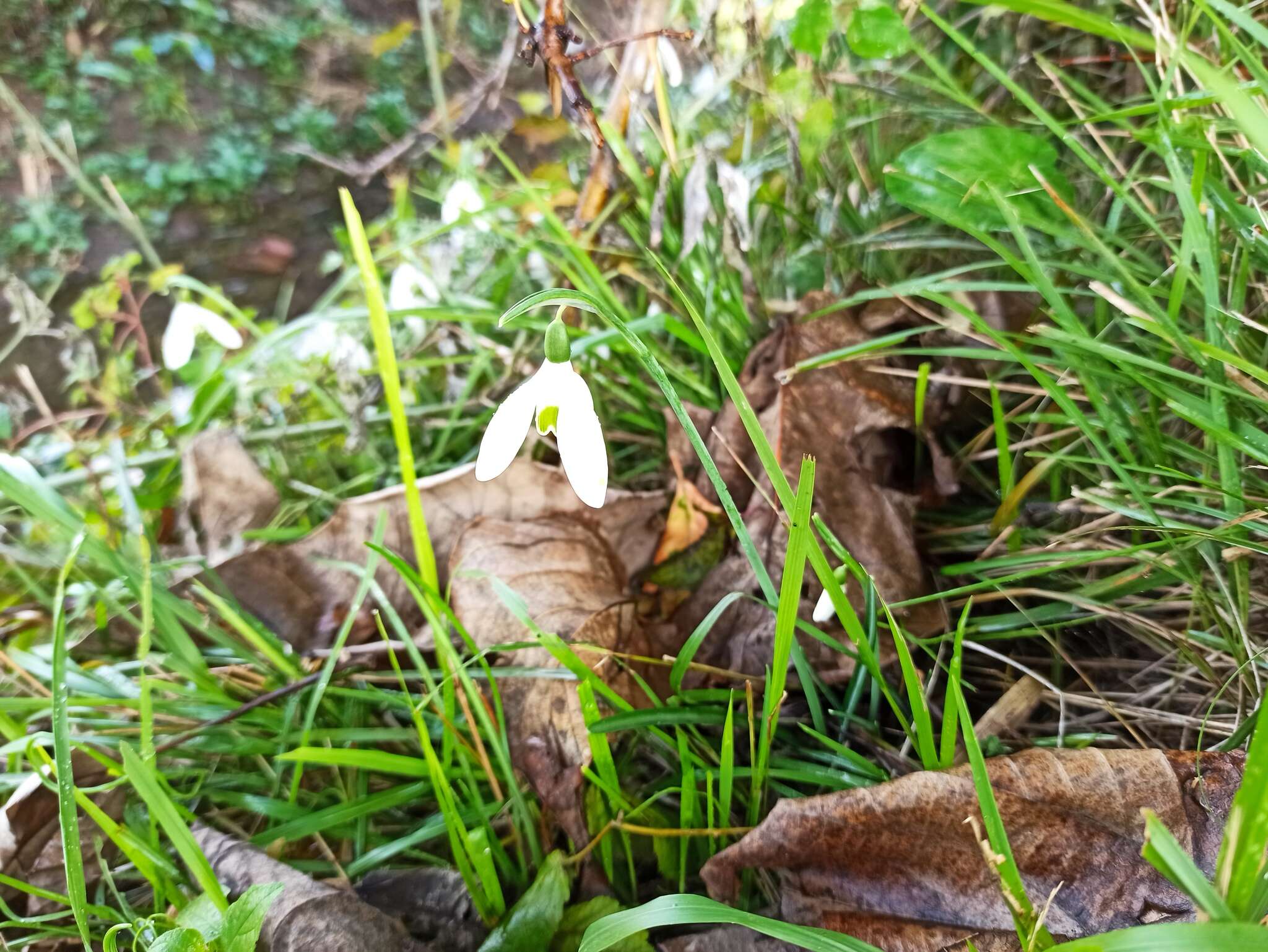 Image of Galanthus reginae-olgae Orph.