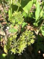 Image de Smilax illinoensis Mangaly