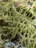 Image of claopodium moss