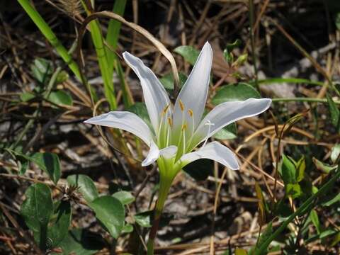 Image of Zephyranthes atamasco (L.) Herb.