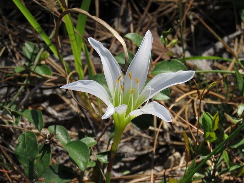 Zephyranthes atamasco (L.) Herb. resmi