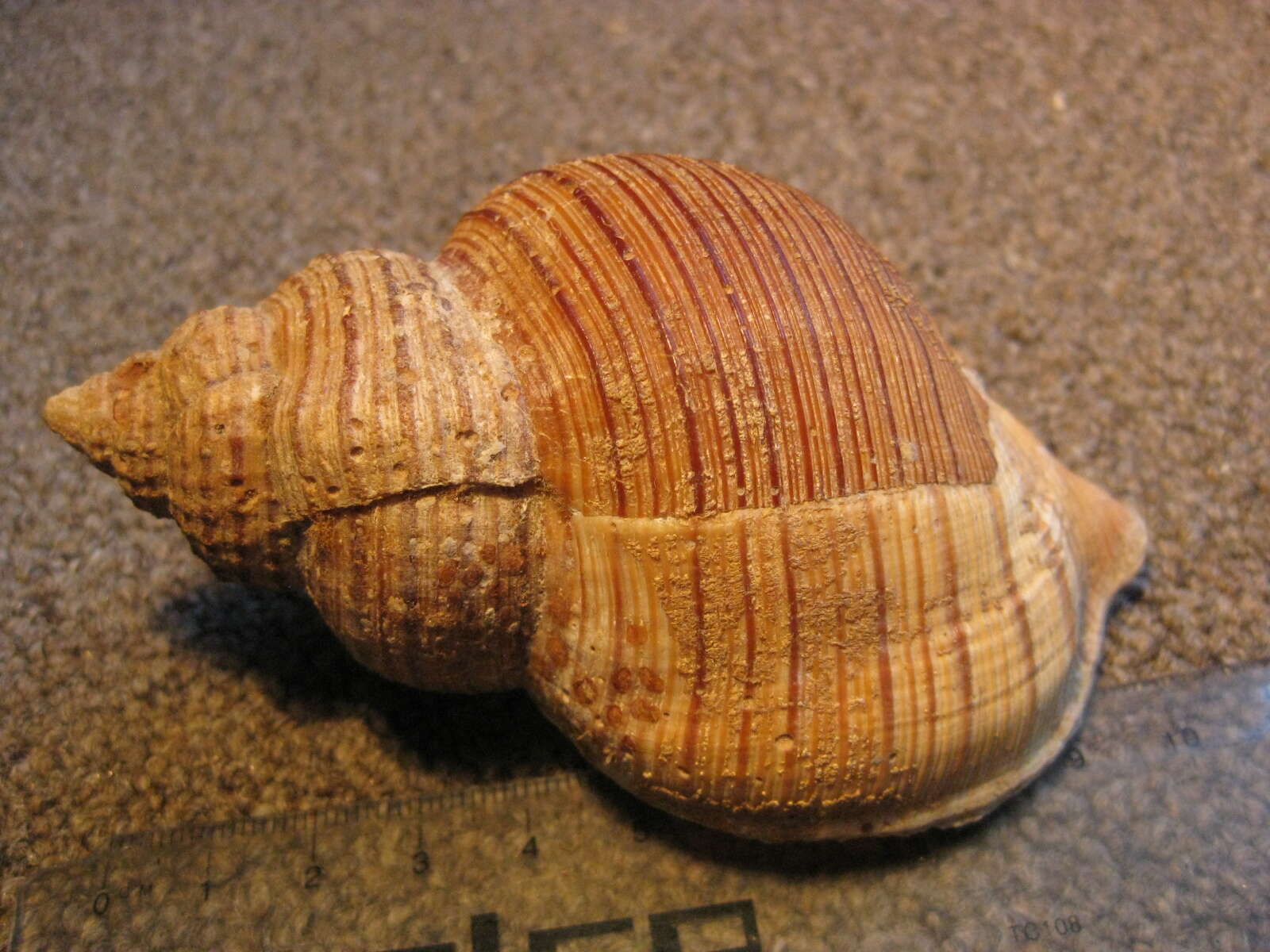 Image of Argobuccinum Herrmannsen 1846