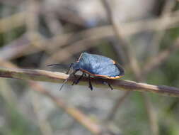Image of Conchuela Bug