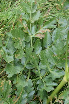 Слика од Laserpitium nitidum Zanted.