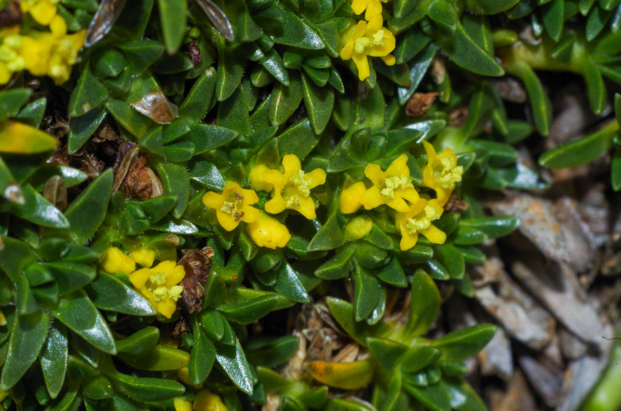 Image of Valeriana aretioides Kunth