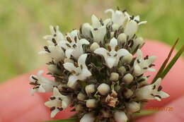 Image of Agathisanthemum chlorophyllum (Hochst.) Bremek.