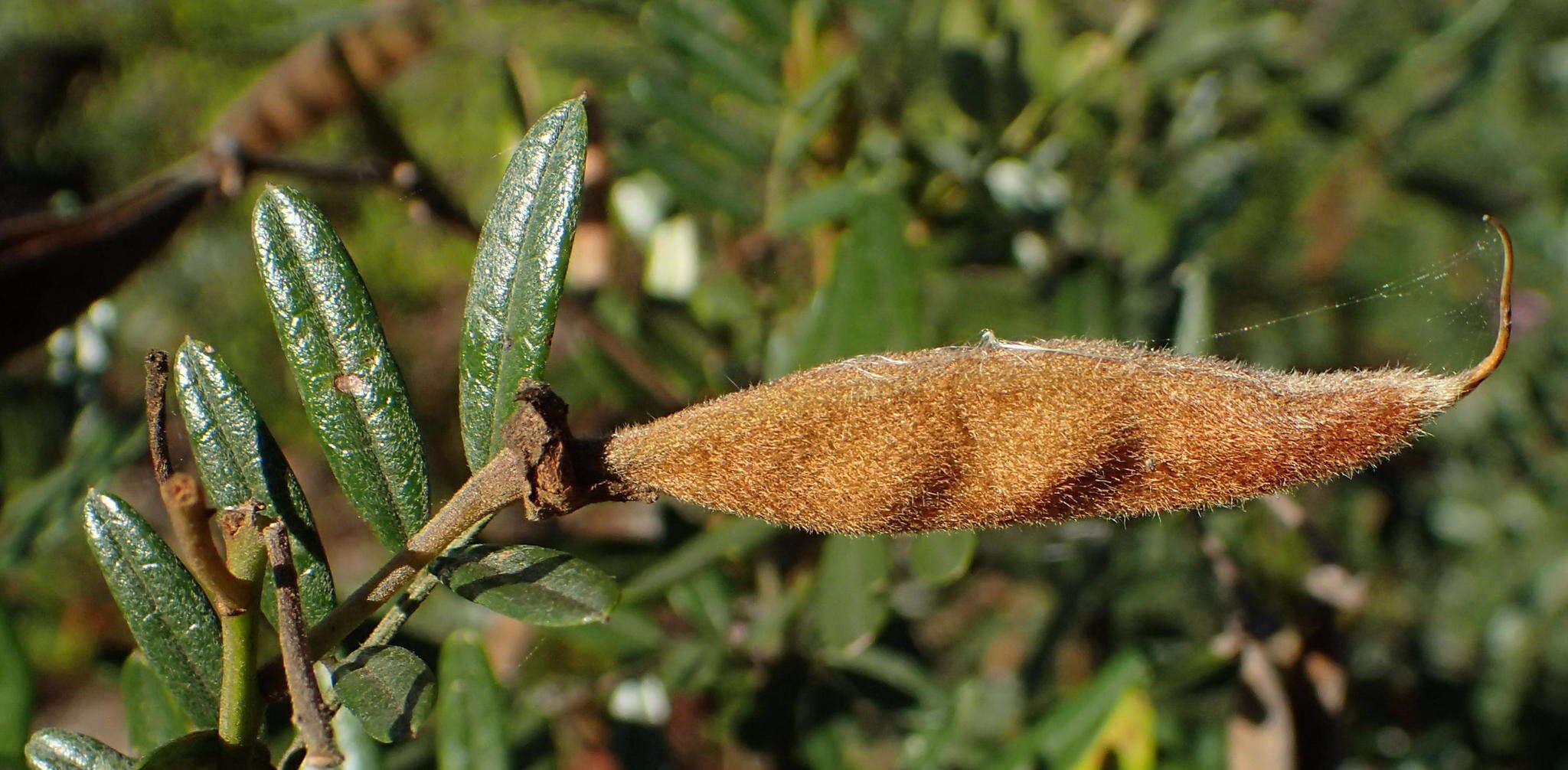 Image of Virgilia oroboides subsp. ferruginea B.-E. van Wyk