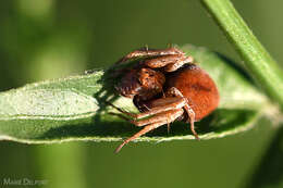 Image of Dicliptera cernua (Nees) J. C. Manning & Goldblatt