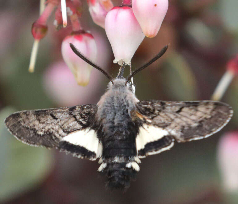 Image of Phaeton Primrose Sphinx