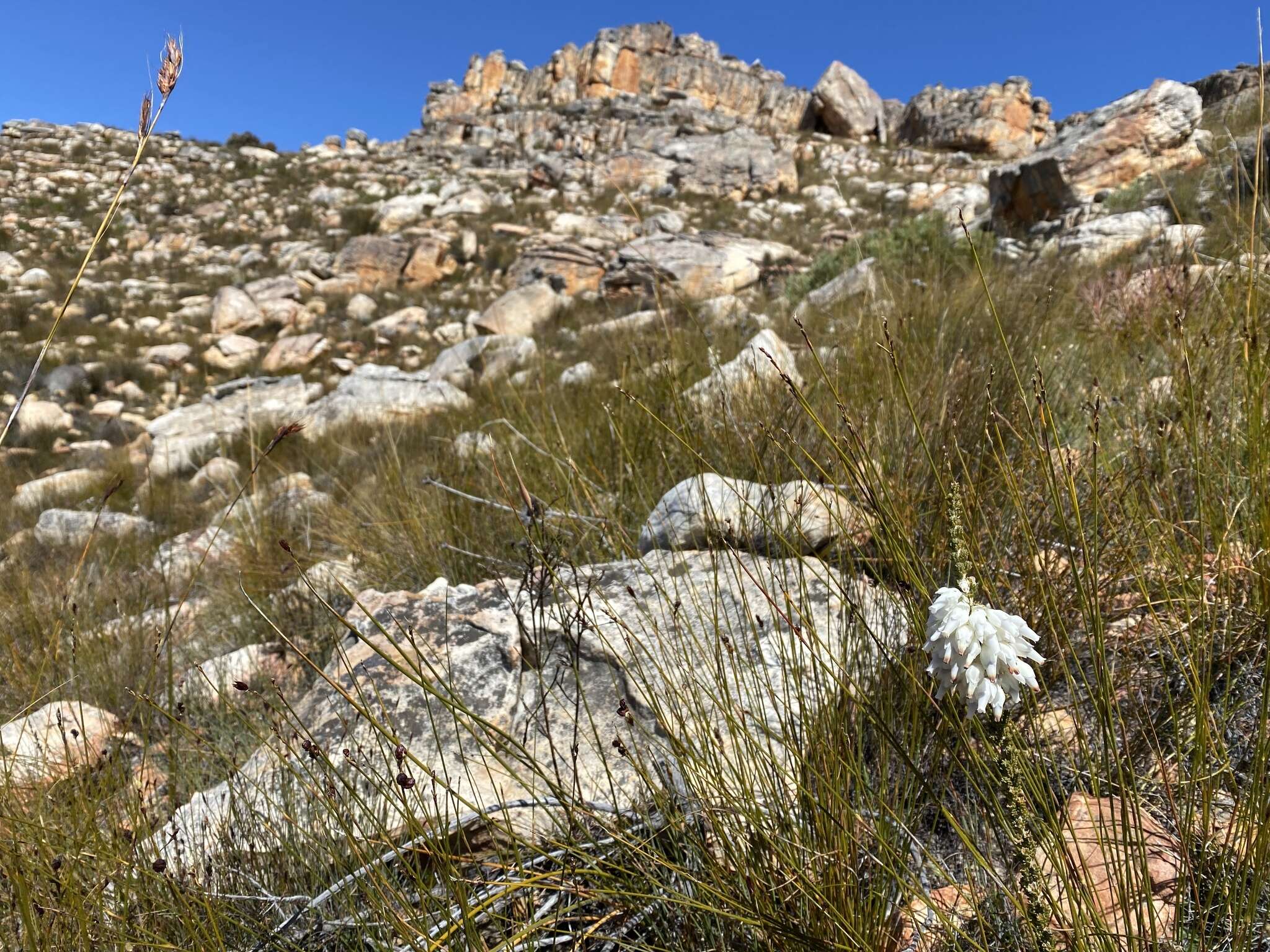 Image of Erica monsoniana var. monsoniana