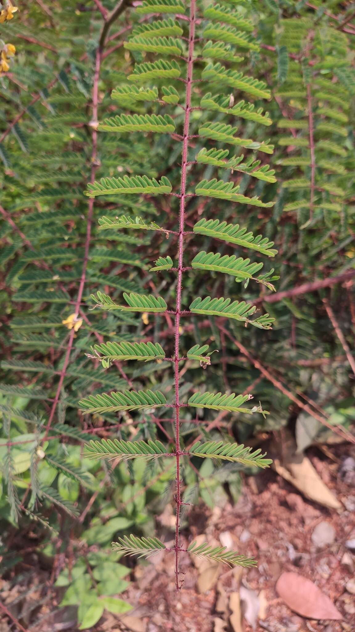 Image of <i>Hultholia mimosoides</i>