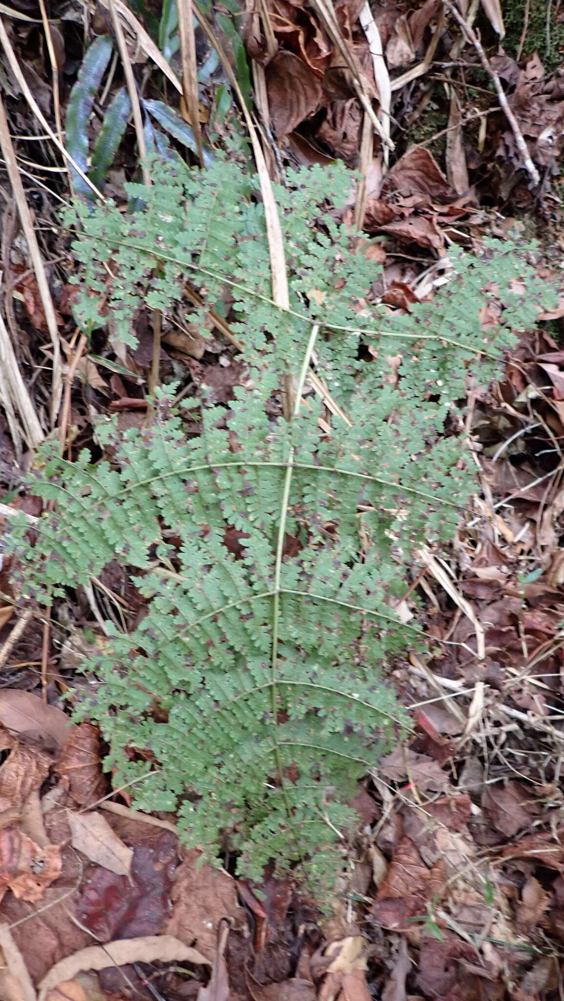 Image of Dryopteris paleolata (Pic. Serm.) Li Bing Zhang