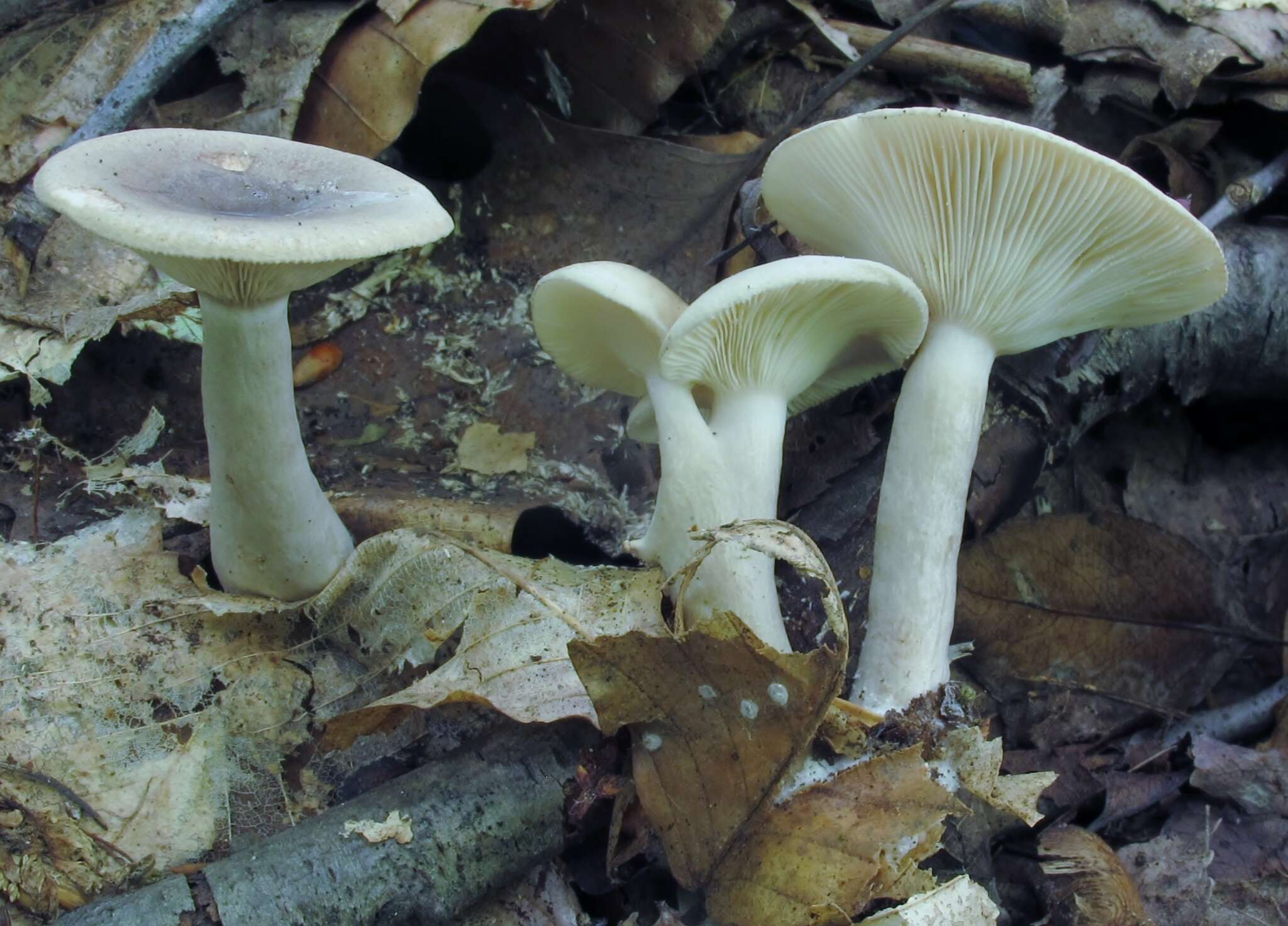 Image of Lactarius cinereus Peck 1872