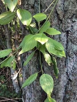 Cornus sericea subsp. occidentalis (Torr. & A. Gray) Fosberg resmi