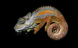 Image of Transvaal Dwarf Chameleon