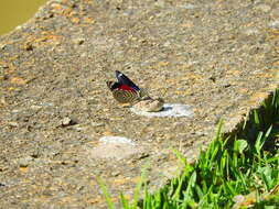 Image of Diaethria candrena Godart 1823