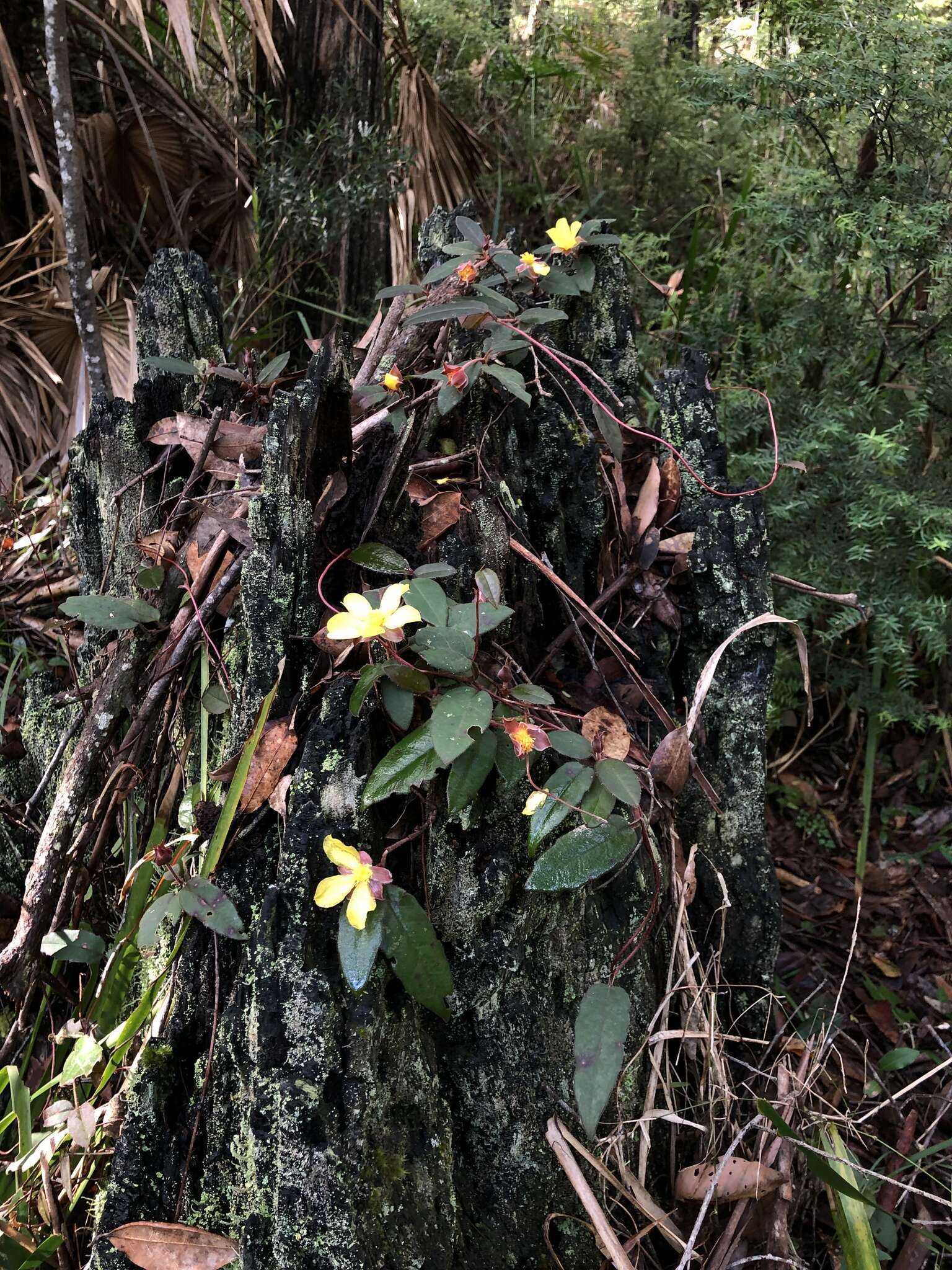 Hibbertia dentata R. Br. resmi