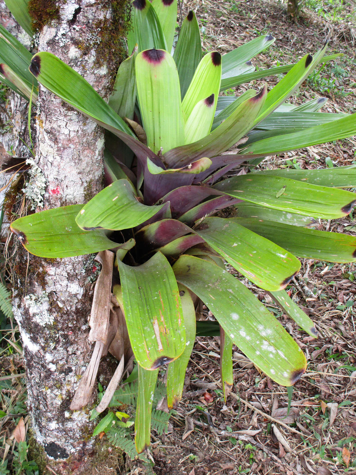 Vriesea bituminosa Wawra的圖片