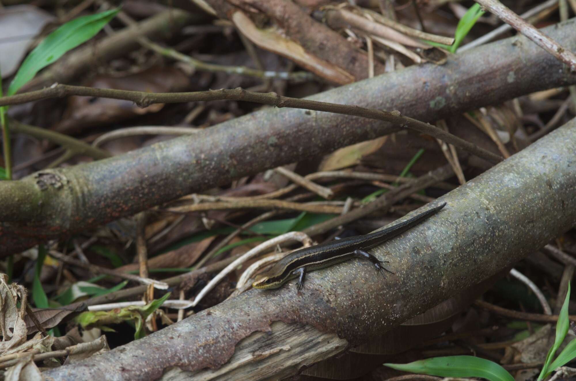 Image of Copeoglossum