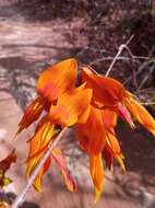 Plancia ëd Rhynchosia baukea Du Puy & Labat