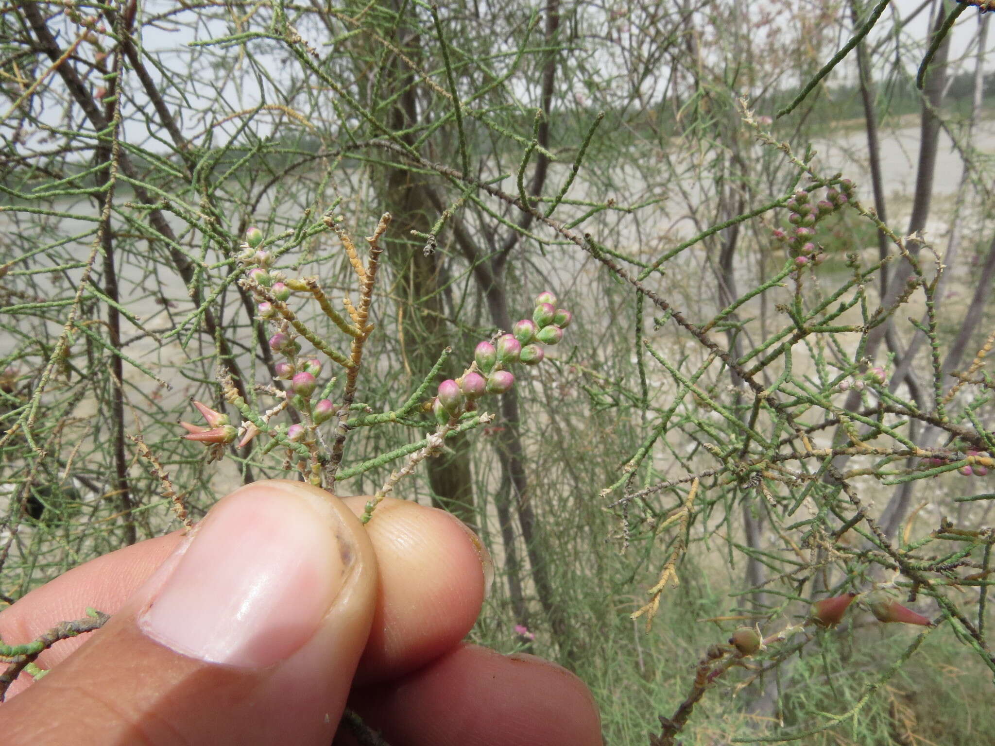 Image of Tamarix aucheriana (Decne.) Baum