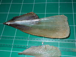 Image of Fan mussel