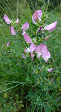 Image of spiny restharrow