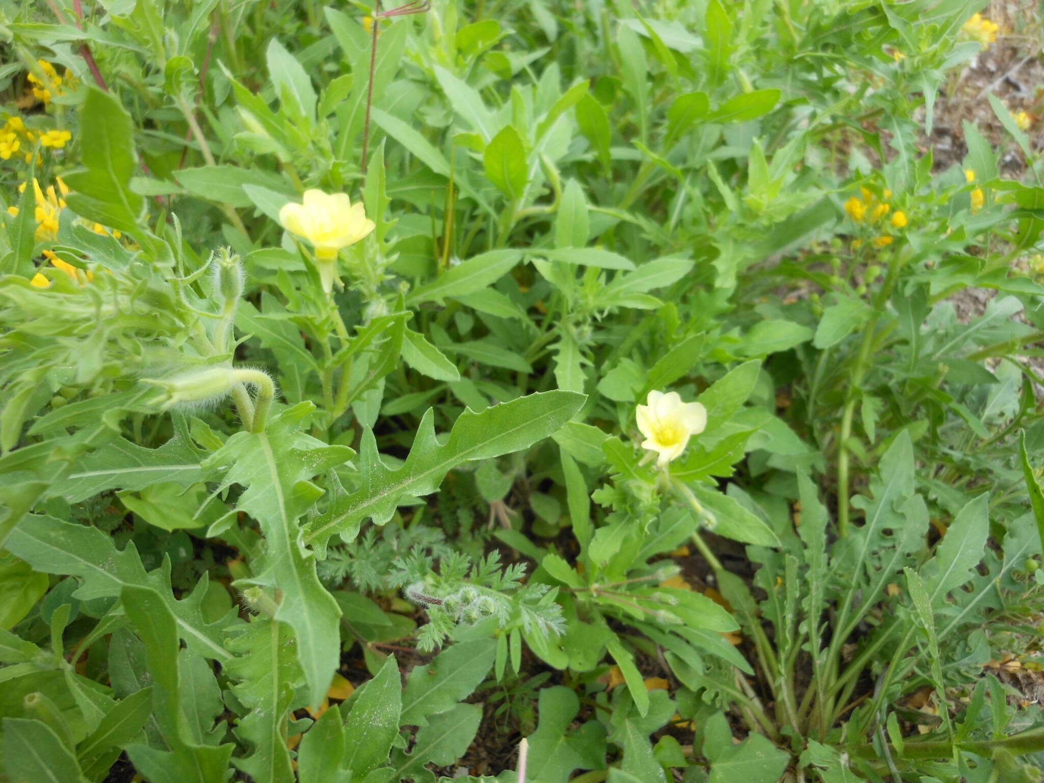 Imagem de Oenothera laciniata Hill