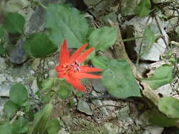 Imagem de Silene rotundifolia Nutt.