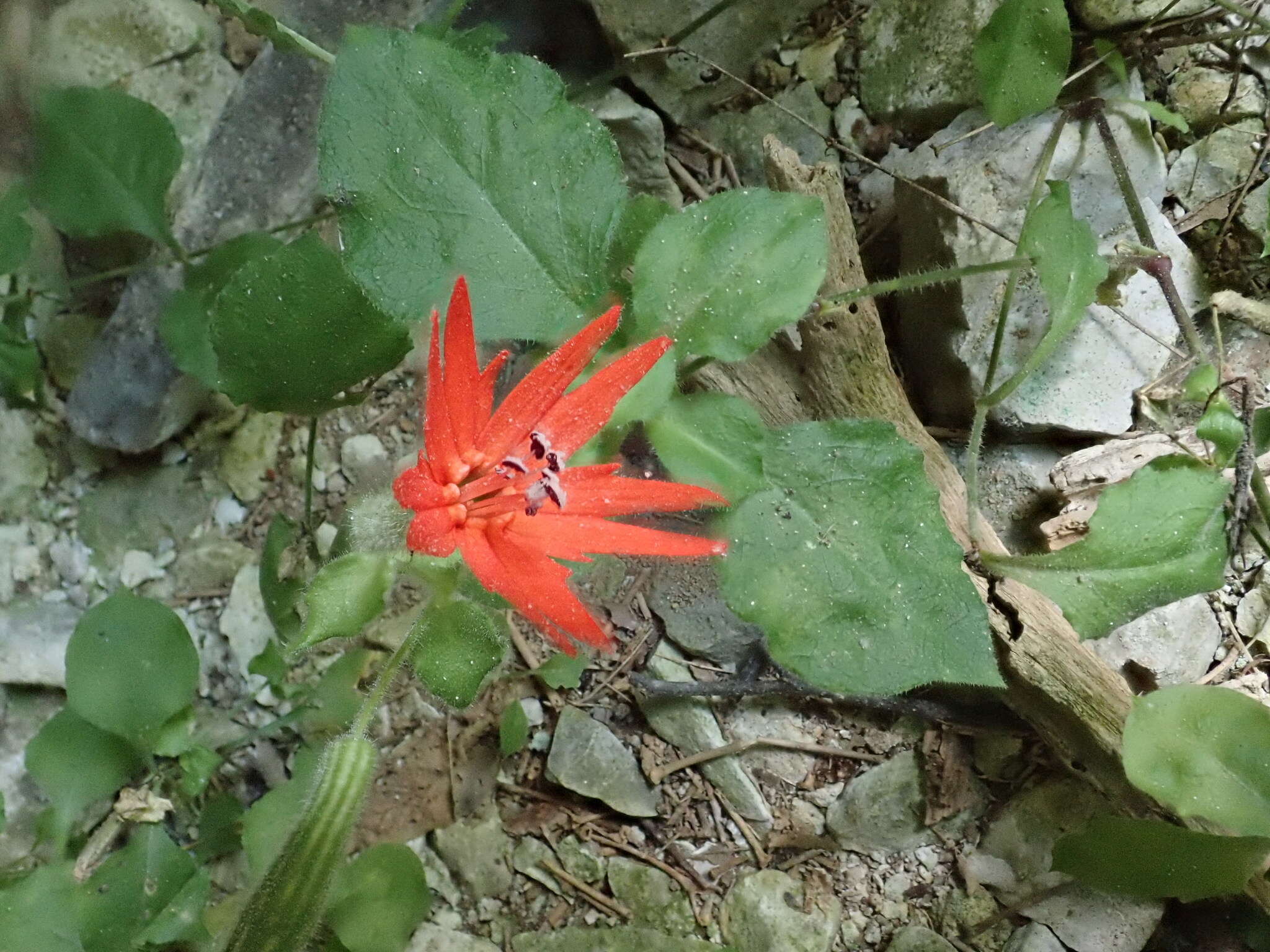 Imagem de Silene rotundifolia Nutt.