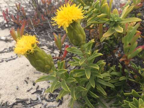 Image of Pteronia onobromoides DC.