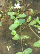 Image of Gila River Water-Hyssop